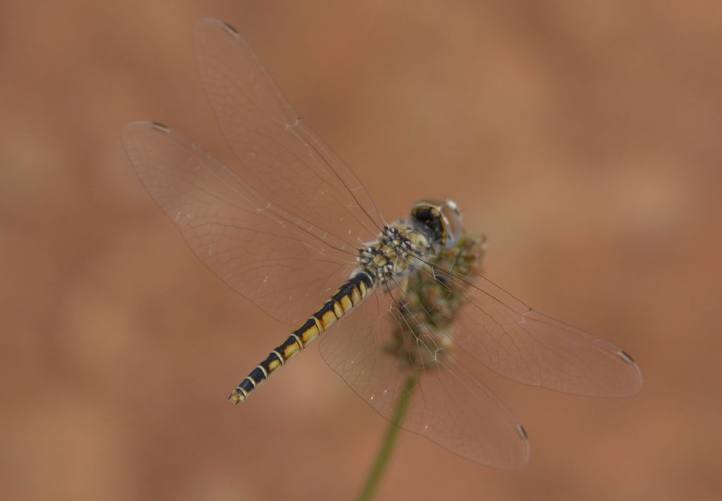 Selysiothemis nigra,  femmina